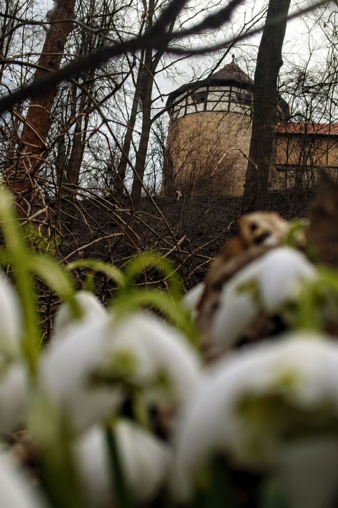 Blick auf einen Turm der Burg Hohenberg durch den lichten Frühlingswald, im Vordergrund blühen Schneeglöckchen