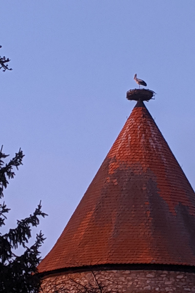 Auf dem Storchenturm steht ein Storch im Nest.
